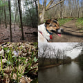 Exploring the Trails in Hays County, TX: A Guide for Dog Owners