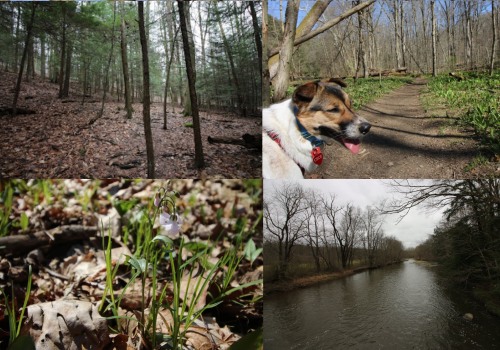 Exploring the Trails in Hays County, TX: A Guide for Dog Owners